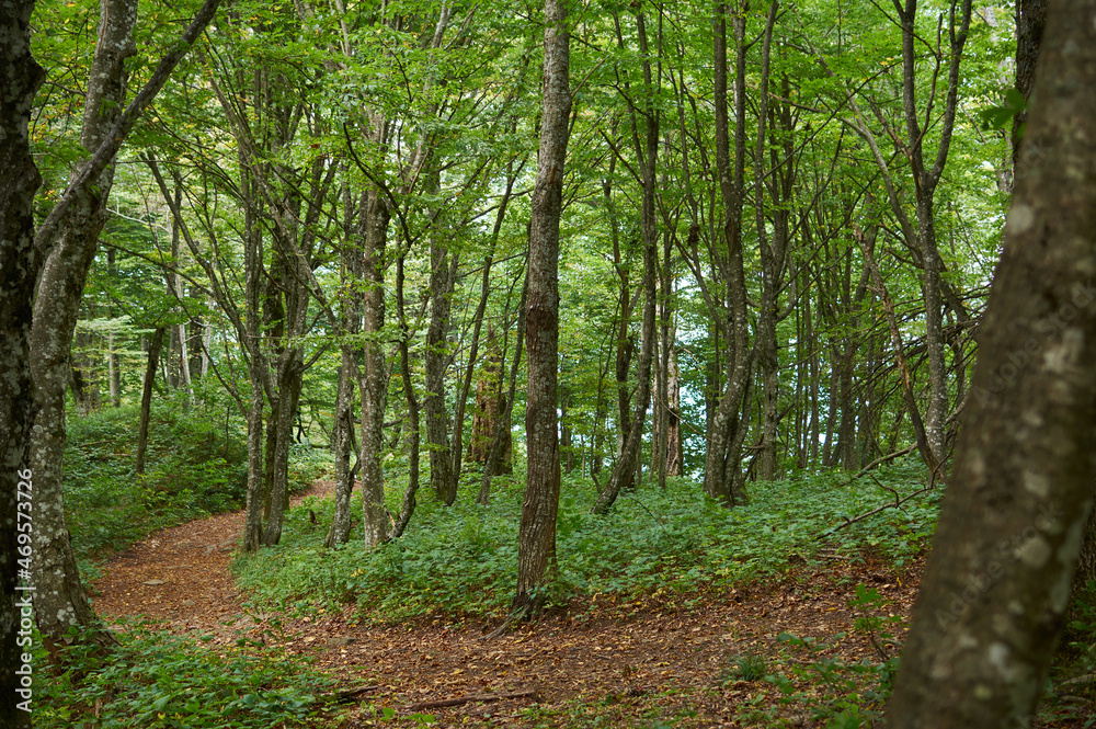Forest trail scene. Woodland path Forest trail scene. Woodland path