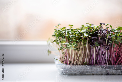 Growing radish microgreens at home, healthy eating concept.