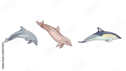 Species of Delphinidae – Bottlenose dolphin, Common dolphin, Chinese white dolphin in Cartoon design style, aquatic mammals on white isolated background, concept of Ocean life and Aquatic Animals.