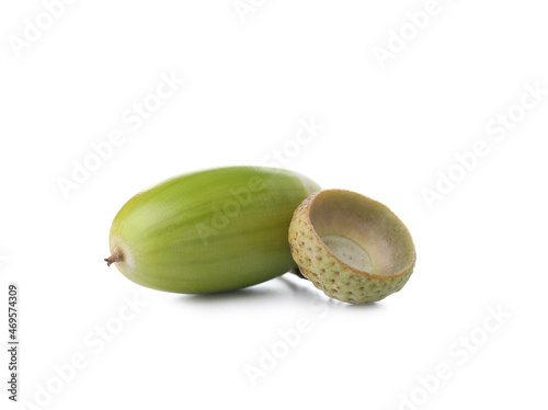 Green acorn on white background