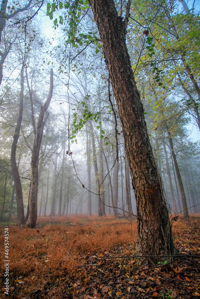 Fototapeta premium Misty forest in the Autumn with hangiong vines and vibrant foliage