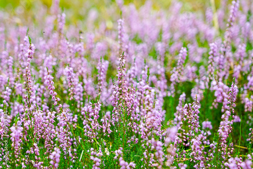 Blooming wild purple common heather in forest