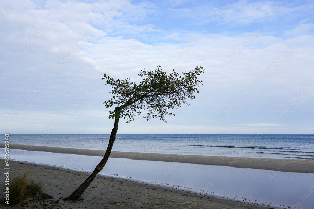 abstract view with lonely thin tree with a curved trunk by the sea abstract view with lonely thin tree with a curved trunk by the sea