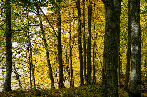 autumn view of the forest with tree trunks in the foreground and a background of yellow leaves