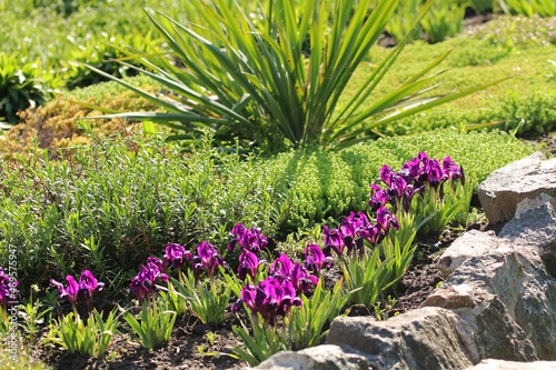Violet flowering irises and yucca palm on a stone flower bed in the garden in spring. Colorful plants. Selective focus.