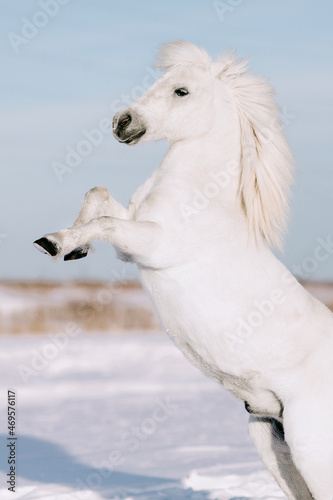White pony reared on white snow
