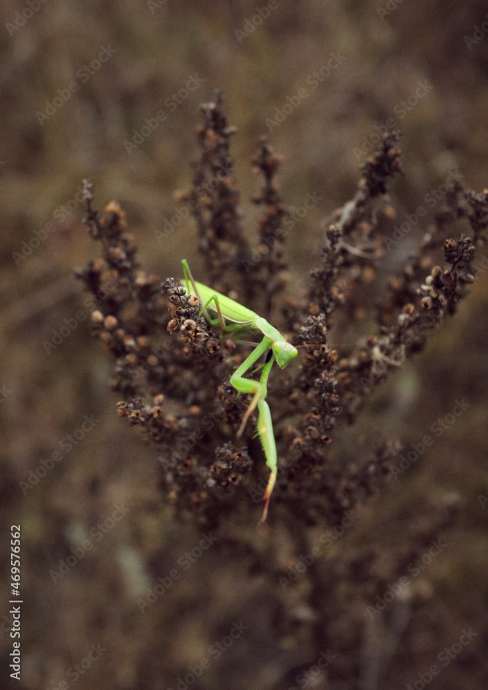 large green praying mantis close-up sitting on a dry brown plant in a field large green praying mantis close-up sitting on a dry brown plant in a field