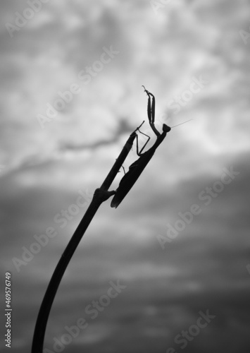 large praying mantis sits on a stick against the background of the sky with white clouds and close-up