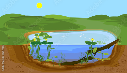 Abstract cartoon landscape with split level freshwater pond. Biotope pond with Yellow water-lily (Nuphar lutea) plants and driftwood