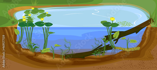 Split level pond. Freshwater pond biotope with Yellow water-lily (Nuphar lutea) plants and driftwood