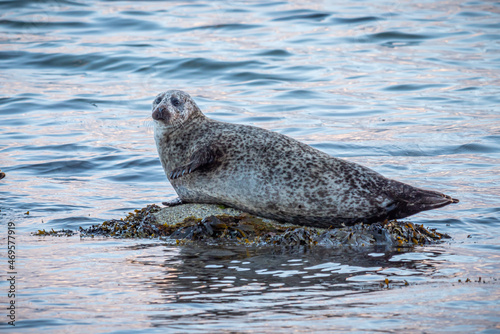 Common seal (Phoca vitulina) lying on a rock in sea off the coast of the Isle of Arran