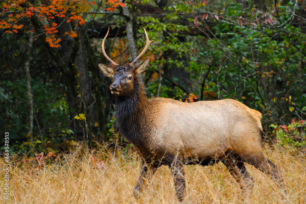 A young male elk with antlers standing in a field with fall colored leaves on a tree behind him A young male elk with antlers standing in a field with fall colored leaves on a tree behind him