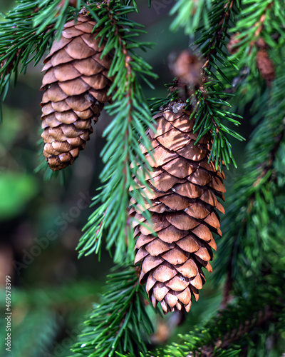 Two fir cones are hanging on a branch. There are green fir branches in the background and around the cones. The photo was taken in close-up.