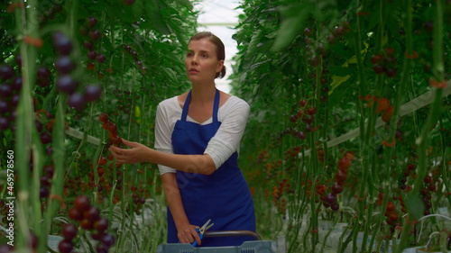 Female farmer inspecting tomato plantation. Agro tasty vegeculture cultivation. photo