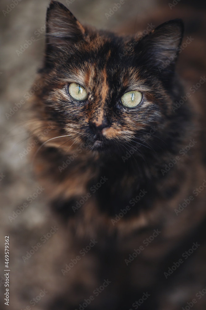 Portrait of a wild cat. Homeless cat on the streets. The cat is waiting for new owners.