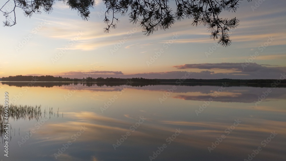 Fototapeta premium Pine branches hang over the calm water of the lake. At dawn, the sky with clouds are reflected in the water of the lake. Reeds grow near the shore. There is a forest on the opposite bank.