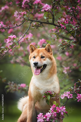 Canvas-taulu Cute Orange shiba inu dog breed pet photo portrait