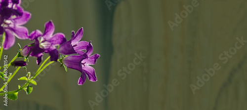 Gatunek ( odmiana ) dzwonków ( Campanula) . Dzwonek , fioletowe ( purpurowe ) kwiaty . Genre (variety) of bells (Campanula). Violet bell (purple) flowers. 