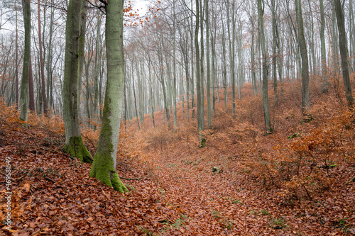 forest in autumn
