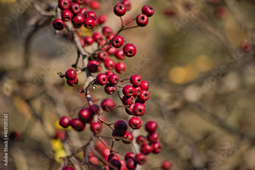 Czerwone owoce    jagody na drzewie . Jesie   . Red fruits  berries on a tree. Autumn .
