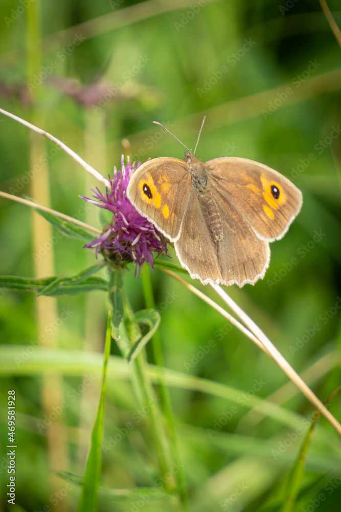 Meadow brown butterfly on a flower