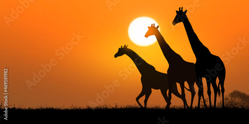 three giraffes under the hot African sun