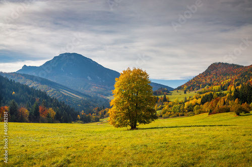 Fotografie Beautiful tree in the foreground of autumn landscape