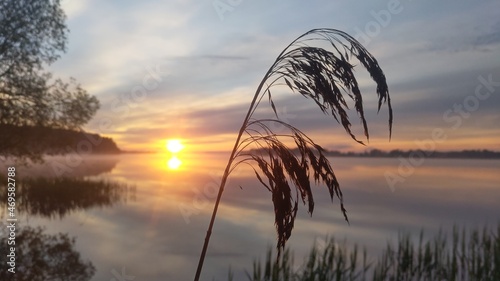 Reeds grow in the water near the lake shore. At dawn  the sun and the sky with clouds are reflected in the calm water. There is a forest growing on the shores of the lake.