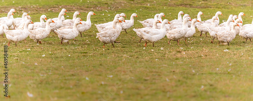 A lot of  white fattening geese on a meadow