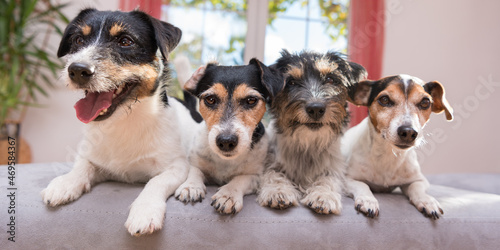 Photography Group Jack Russell Terrier Doggies