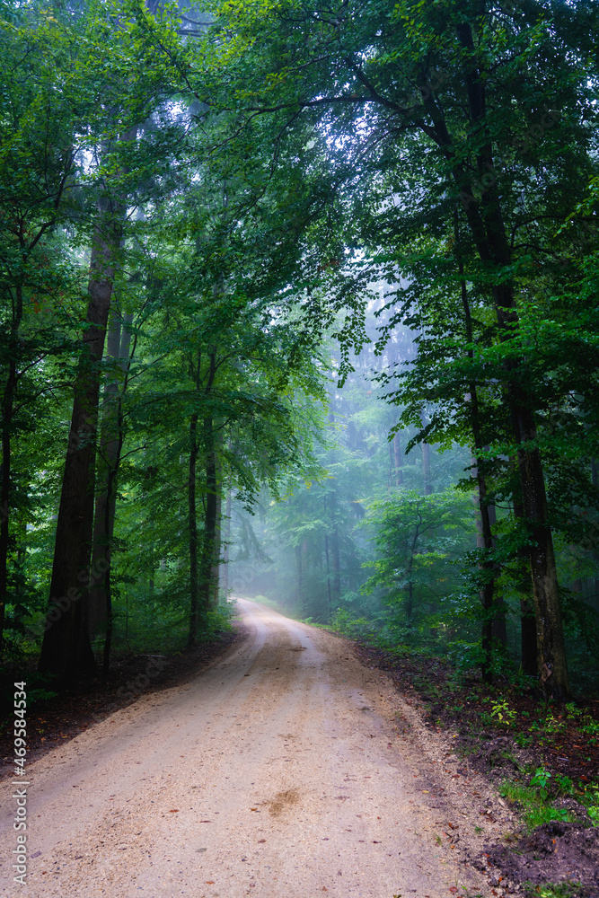 Fototapeta premium Wald, Nebel, Dunst, Bäume, Weg, grün, stimmung