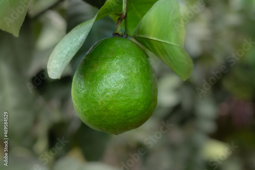 Green lemon growing on the tree. Lime close up on branch. Exotic farm.