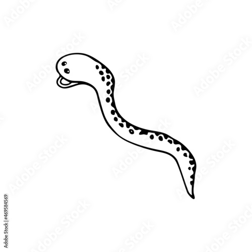 Doodle sea snake, moray eel fish. Inhabitant of the coral reef. Animal of the ocean, seabed, oceanarium. Hand drawn thin line art vector illustration. Isolated simple element.