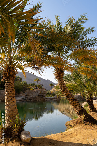 Fototapeta Naklejka Na Ścianę i Meble -  Oasis with water and palm trees. Wadi Bani Khalid, Oman