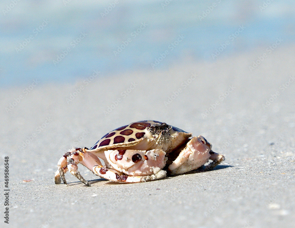 Calico crab (Leopard Crab) (Hepatus epheliticus) running across a sandy beach at St. Pete Beach, Florida