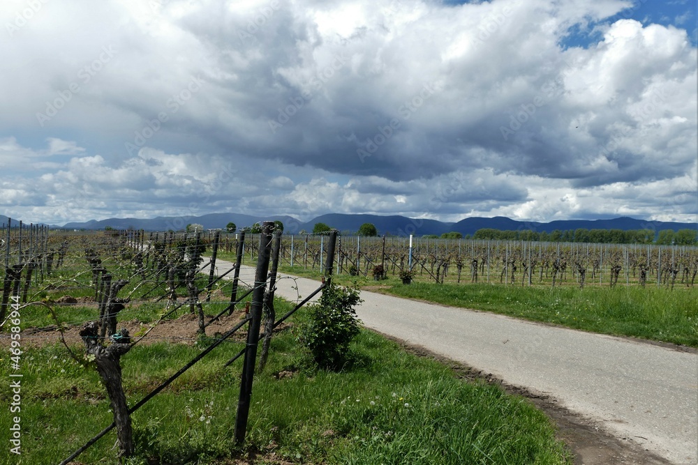 Weg durch die Pfälzer Weinberge mit Wolkenhimmel im Frühling
