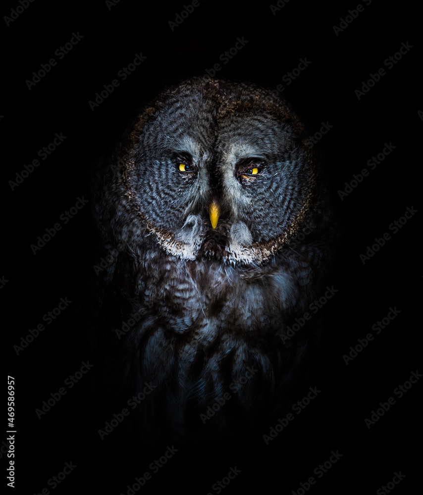 Fototapeta premium A European uhu closeup creative edit, copy space