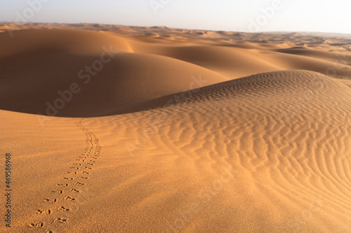 Tracks of a beetle in the sand dunes of the desert. Shaqraa, Saudi Arabia