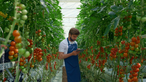 Botanical specialist tablet inspecting cultivation tomatoes quality in farm photo