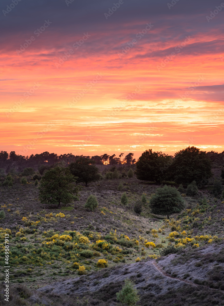 Obraz premium Amazing sunset over heather landscape with yellow flowers
