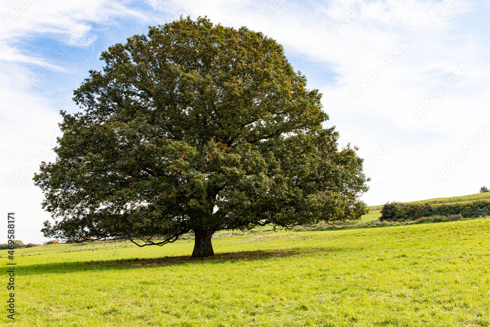 Fototapeta premium Alleinstehende Eiche auf einer Wiese im Sommer