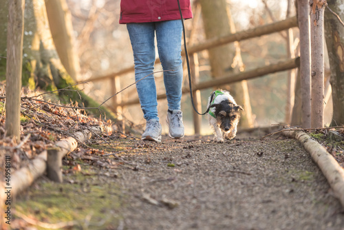 Woman is walking with a small cute obedient Jack Russell Terrier dog in the autumn forest