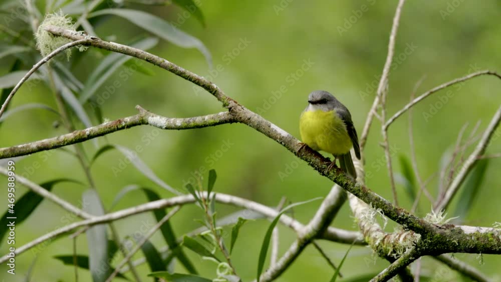 a high frame rate front view of an eastern yellow robin perched on a tree branch at a forest on the central coast of nsw, australia a high frame rate front view of an eastern yellow robin perched on a tree branch at a forest on the central coast of nsw, australia