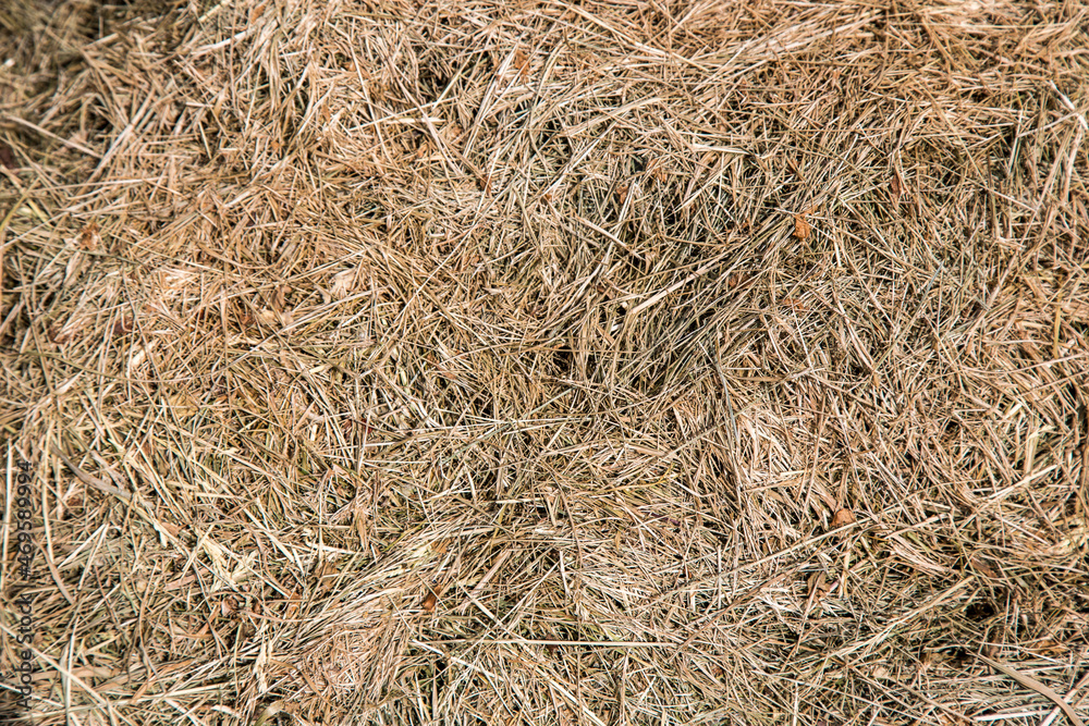 Texture of brown dry hay