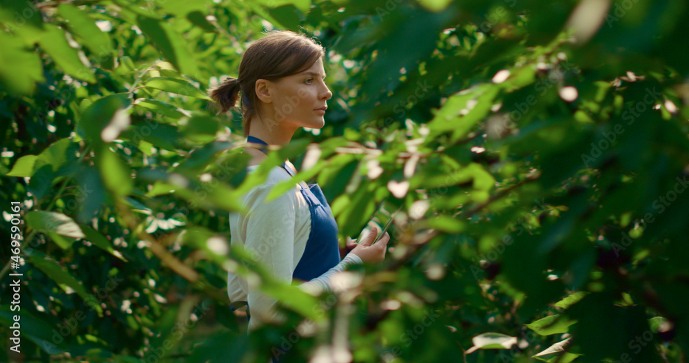 Woman agronomist checking plants quality with tablet in modern green farm Woman agronomist checking plants quality with tablet in modern green farm