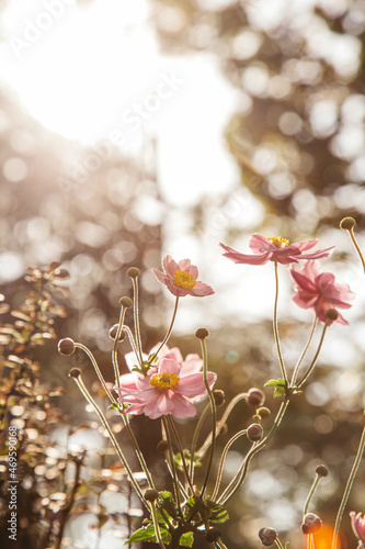 Pink fall flowers 