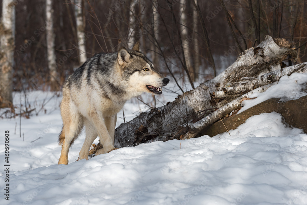 Grey Wolf (Canis lupus) Steps Past Log Mouth Open Winter Grey Wolf (Canis lupus) Steps Past Log Mouth Open Winter