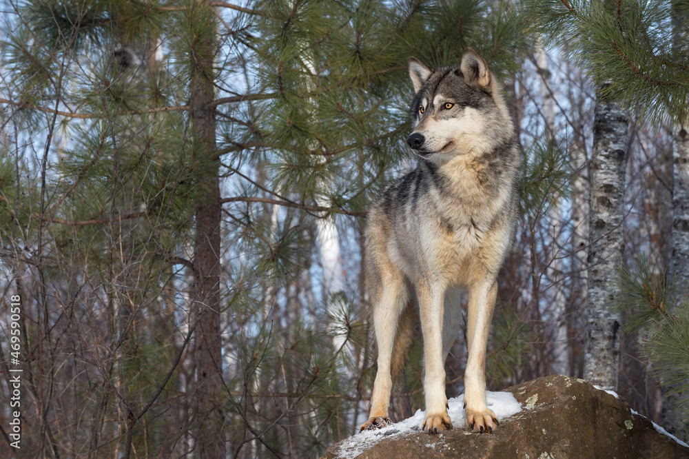 Grey Wolf (Canis lupus) Standing on Rock Looks Left Winter