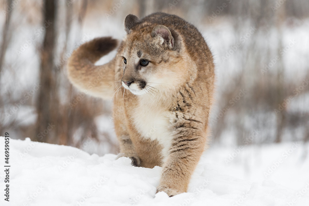 Female Cougar (Puma concolor) Steps and Turns Left Winter Stock Photo |  Adobe Stock