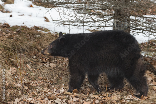 Black Bear (Ursus americanus) Walks Left Past Tree Winter